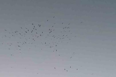 Van Gölü üzerinde kuş sürüsünün görsel şöleni