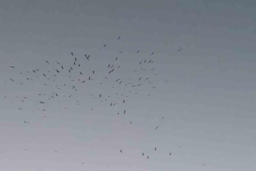 Van Gölü üzerinde kuş sürüsünün görsel şöleni