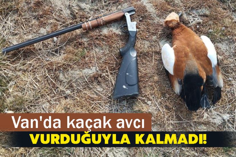 Van'da kaçak avcı vurduğuyla kalmadı!
