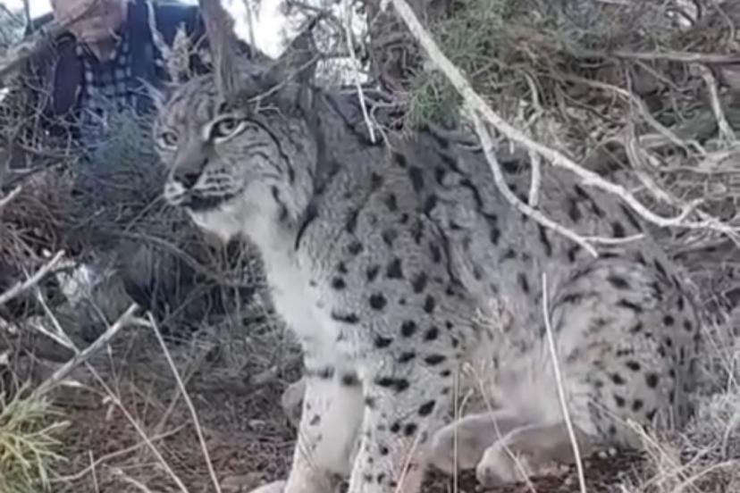 Van’da vaşak görüntülendi