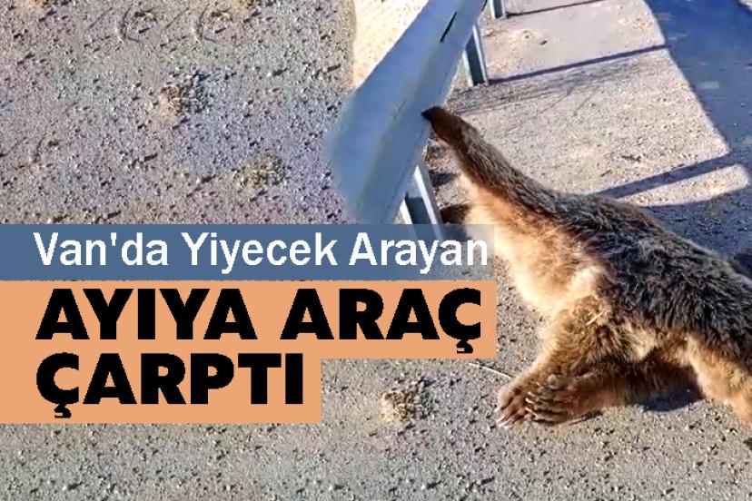 Van'da Yiyecek Arayan Ayıya Araç Çarptı