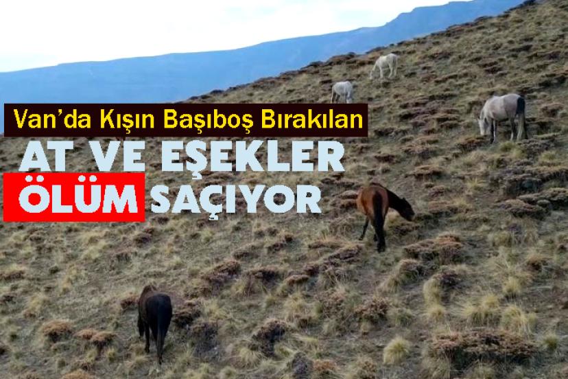 Kışın Başıboş Bırakılan At ve Eşekler Ölüm Saçıyor