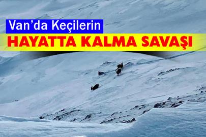 Çatak’ta dağ keçileri görüntülendi