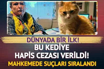 Dünyada bir ilk! Bu kediye hapis cezası verildi! Suçları bakın ne