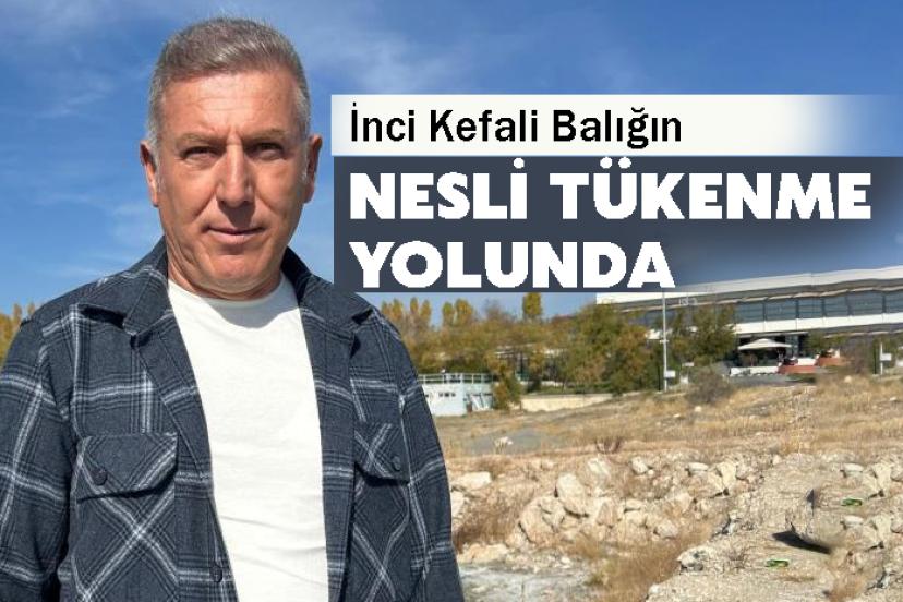 İnci Kefali Balığın Nesli Tükenme Yolunda
