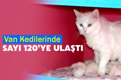 Van Kedilerinde Sayı 120’ye Ulaştı