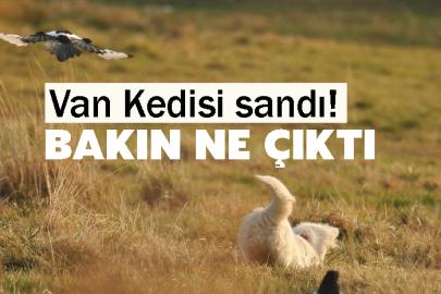 Van Kedisi sandı! Bakın ne çıktı