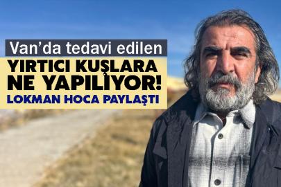 Van’da tedavi edilen yırtıcı kuşlar ne yapılıyor!