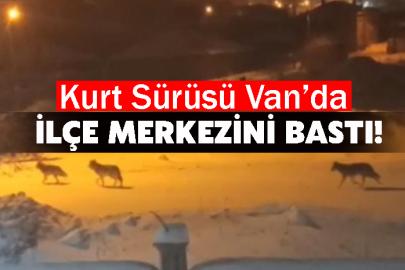 Başkale’de aç kalan kurtlar ilçeye indi