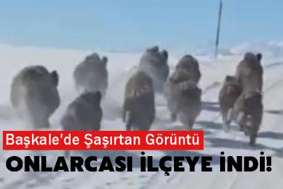 Başkale'de Şaşırtan Görüntü: Onlarcası İlçeye İndi!
