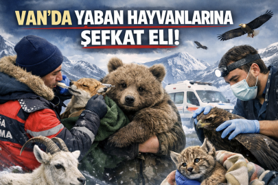 Van’da yaban hayvanlarına şefkat eli