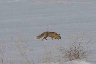 Van’da tilkilerin kar altındaki fare avı görüntülendi