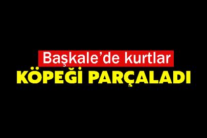 Başkale’de kurtlar köpeği parçaladı
