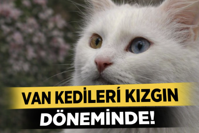 Dikkat! Van kedileri kızgınlık dönemindeler