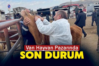 Van Hayvan Pazarında son durum