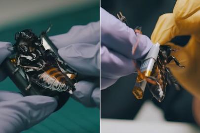 NATO'nun yeni casusları Siber hamamböcekleri