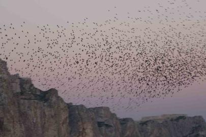 Van Kalesi'nde sığırcık kuşları eşsiz hava dansı gösterisi