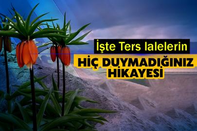 İşte Ters lalelerin hiç duymadığınız hikayesi