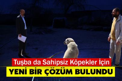 Tuşba da Sahipsiz Köpekler İçin Yeni Bir Çözüm Bulundu