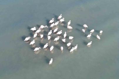 Van Gölü havzasının zarif misafirleri: Allı turnalar Erçek Gölü’ne gelmeye başladı