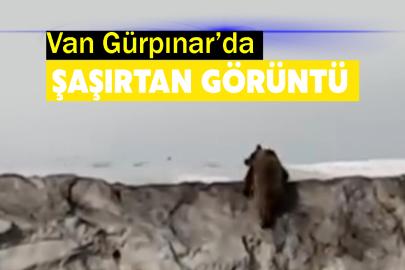 Van Gürpınar’da Şaşırtan Görüntü