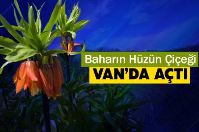 Van’da açan ters laleler göz kamaştırıyor