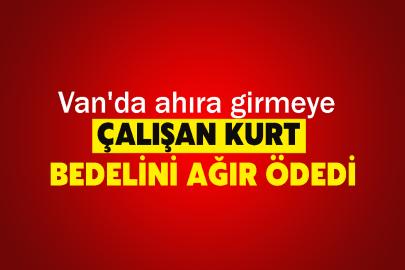 Van'da ahıra girmeye çalışan kurt bedelini ağır ödedi