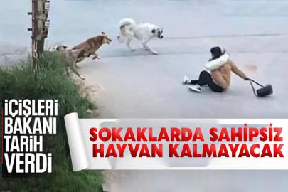 Bakan Çiftçi ’den net mesaj: Sokaklarda sahipsiz hayvan kalmayacak