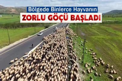 Bölge ekonomisinin can damarı olan hayvancılıkta kritik dönem başladı. Göçerler, Mardin’den Van ve Erzurum meralarına doğru harekete geçti.
