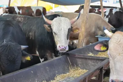 Hangi hayvanlar kurban olur?