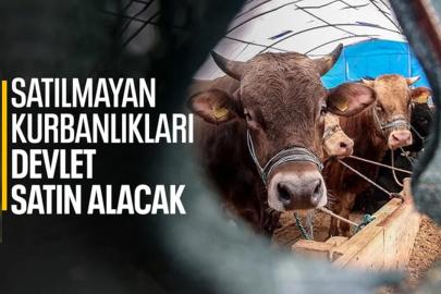 Satılamayan Kurbanlıkları Devlet Satın Alacak!