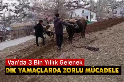 Van'da 3 Bin Yıllık Gelenek: Dik Yamaçlarda Zorlu Mücadele