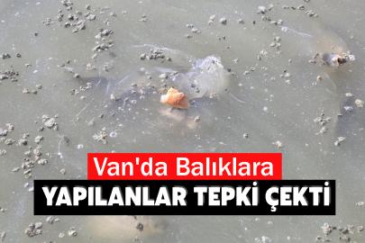 Van'da Balıklara yapılanlar tepki çekti