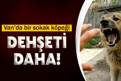 Van’da bir sokak köpeği dehşeti daha!