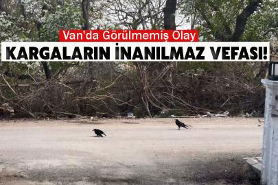 Van'da Görülmemiş Olay: Kargaların İnanılmaz Vefası!