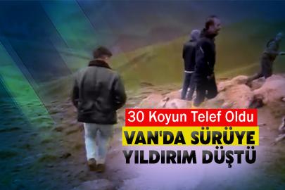 Van'da Sürüye Yıldırım Düştü: 30 Koyun Telef Oldu