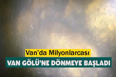 Van’da Milyonlarcası Van Gölü’ne Dönmeye Başladı