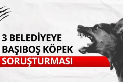 Üç belediyeye başıboş köpek incelemesi