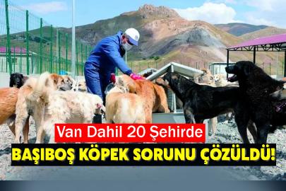 Van Dahil 20 Şehirde Başıboş Köpek Sorunu Çözüldü!