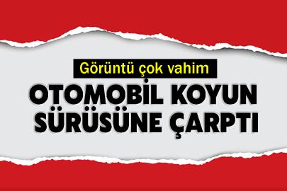 Otomobil koyun sürüsüne çarptı: Görüntü çok vahim
