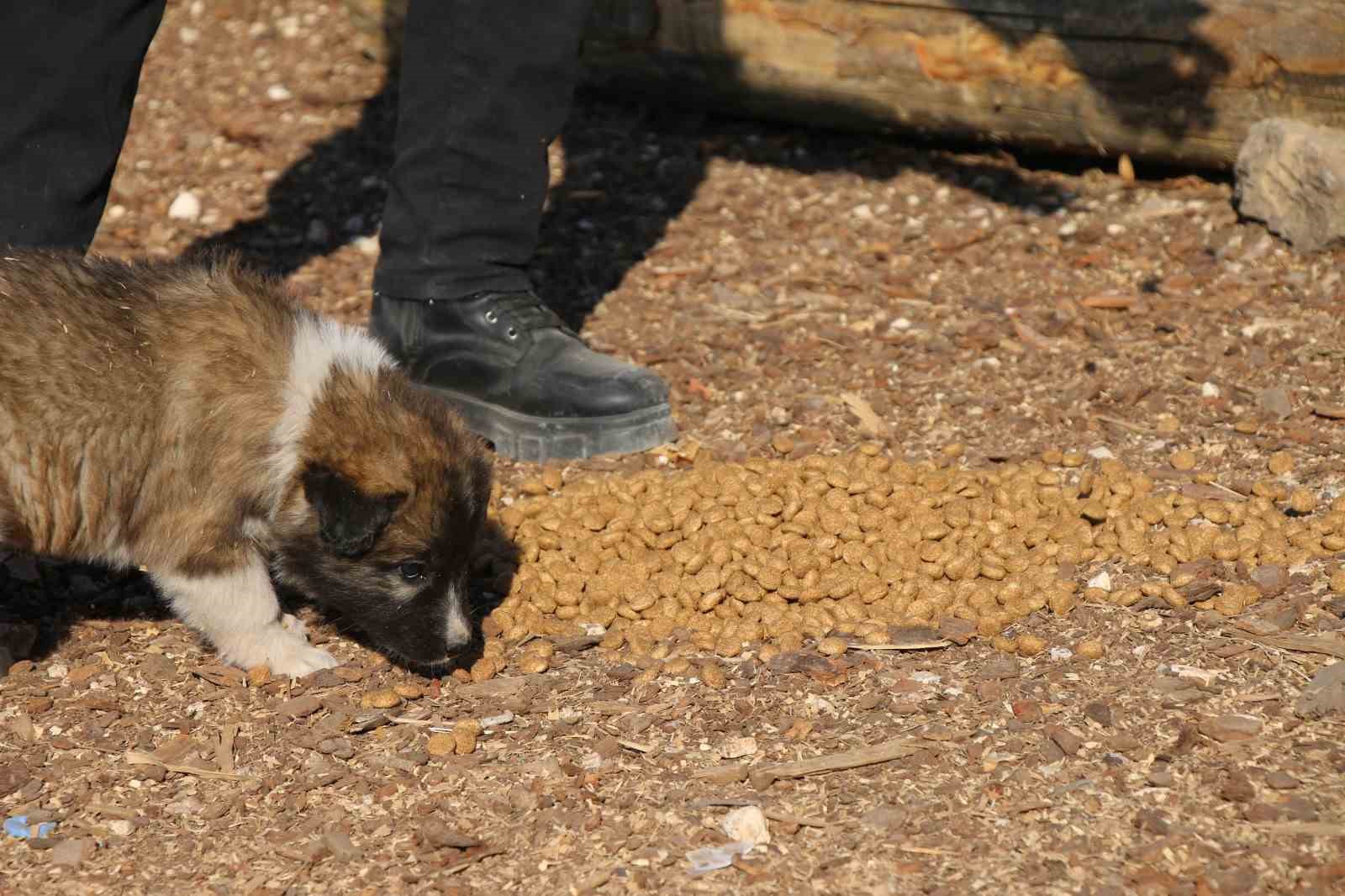 Erciş belediyesi sokak hayvanlarını unutmuyor