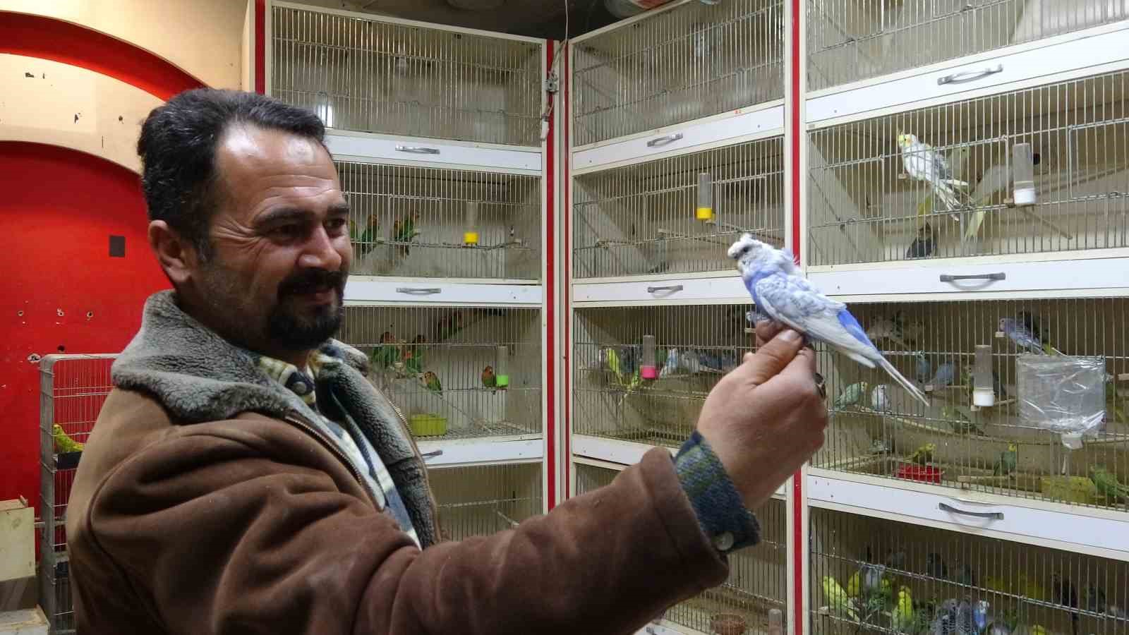 ‘Deprem kuşu’ diye almaya başladılar: Ötücü kuşlara ilgi arttı