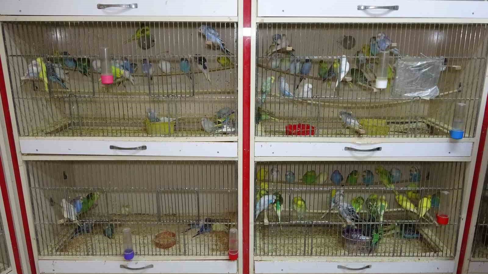 ‘Deprem kuşu’ diye almaya başladılar: Ötücü kuşlara ilgi arttı