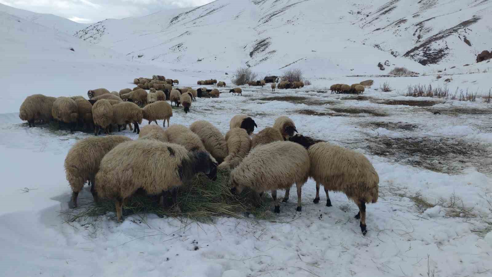 Van’da besicilerin zorlu kış mesaisi