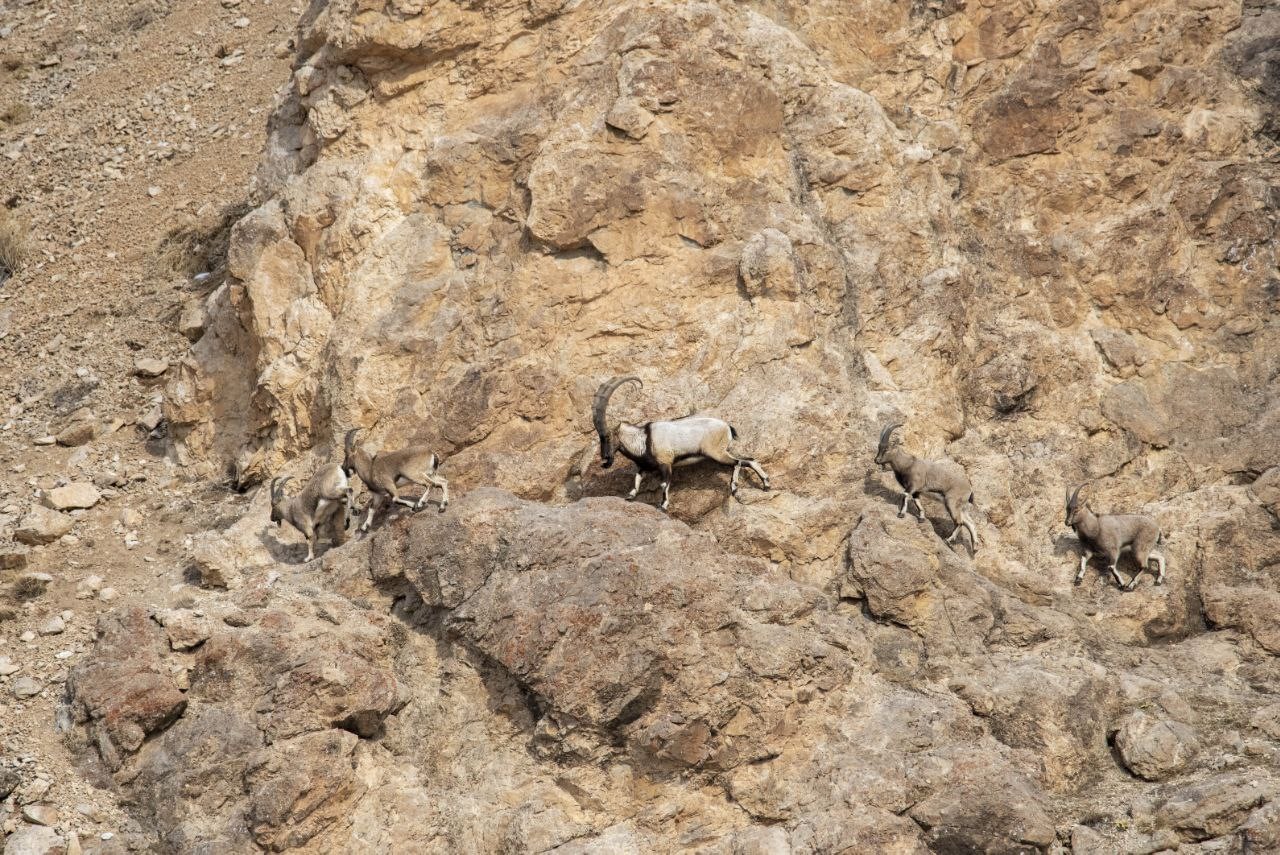Kara avcılığı geçici süreliğine yasaklanınca yaban keçileri yola kadar indi