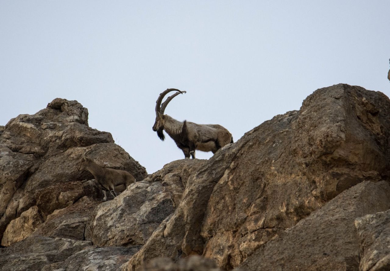 Kara avcılığı geçici süreliğine yasaklanınca yaban keçileri yola kadar indi