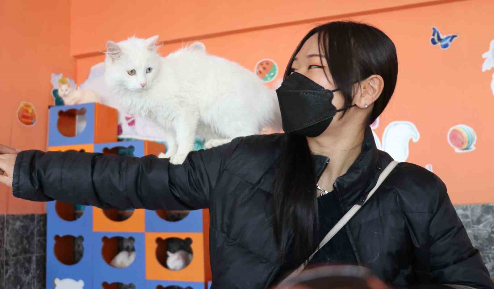 Japonlar Van kedisine hayran kaldı