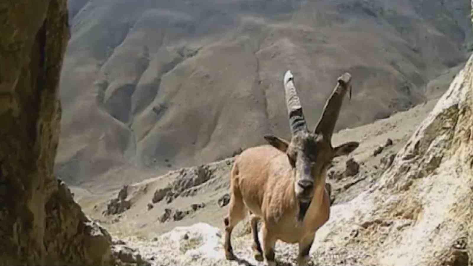 Van’da nesli tehlikede olan yaban keçileri fotokapana takıldı