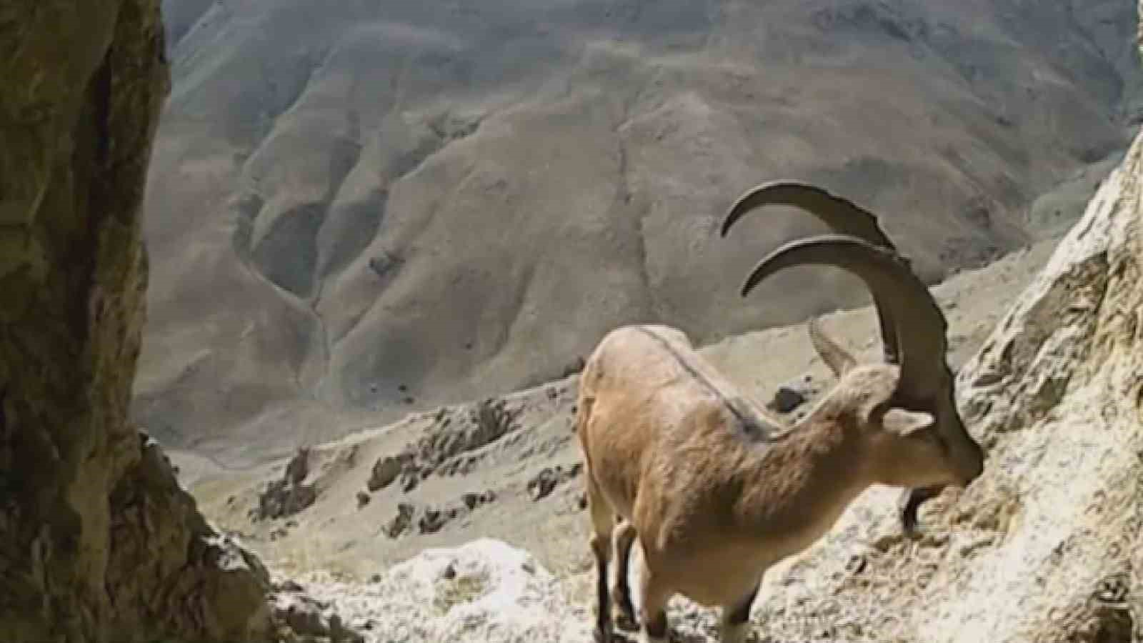 Van’da nesli tehlikede olan yaban keçileri fotokapana takıldı