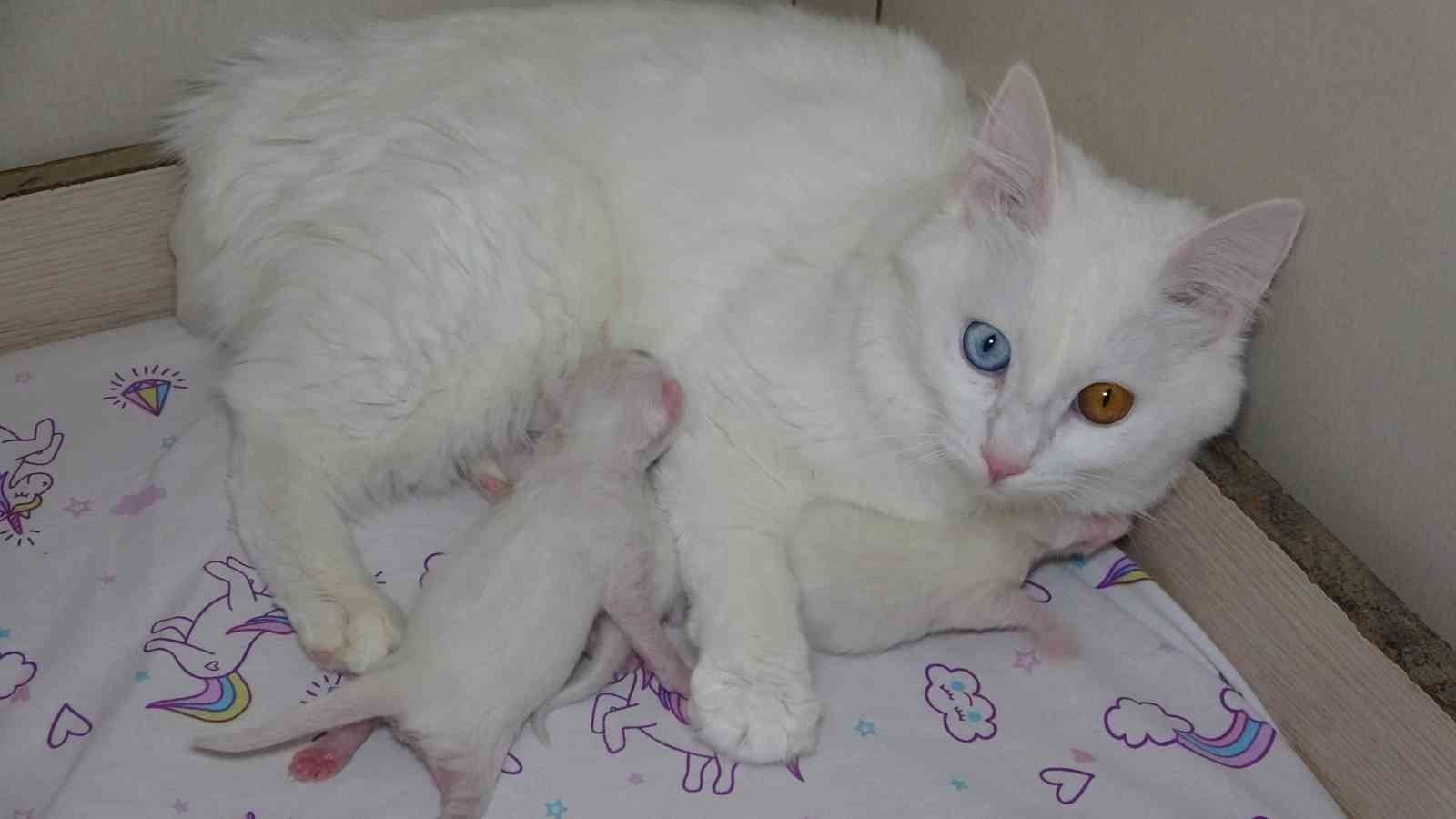 2023 yılının ilk yavru Van kedileri dünyaya geldi